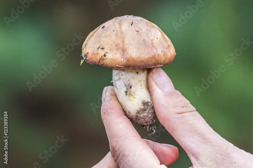 Female hands hold the mushrooms