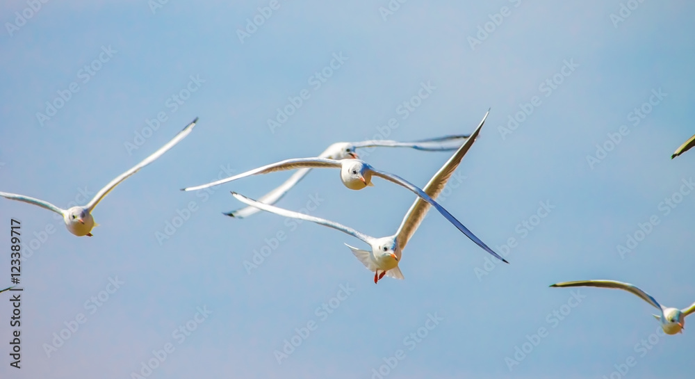 Gull Cormorant in the blue sunny sky background