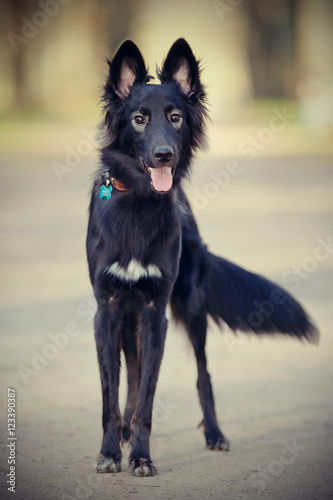 Black shaggy dog with a fluffy tail. © Azaliya (Elya Vatel)