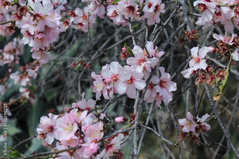 Obraz premium almendro