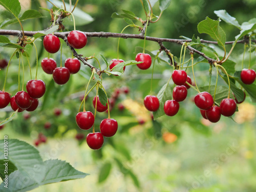 Cherry on a branch in the garden