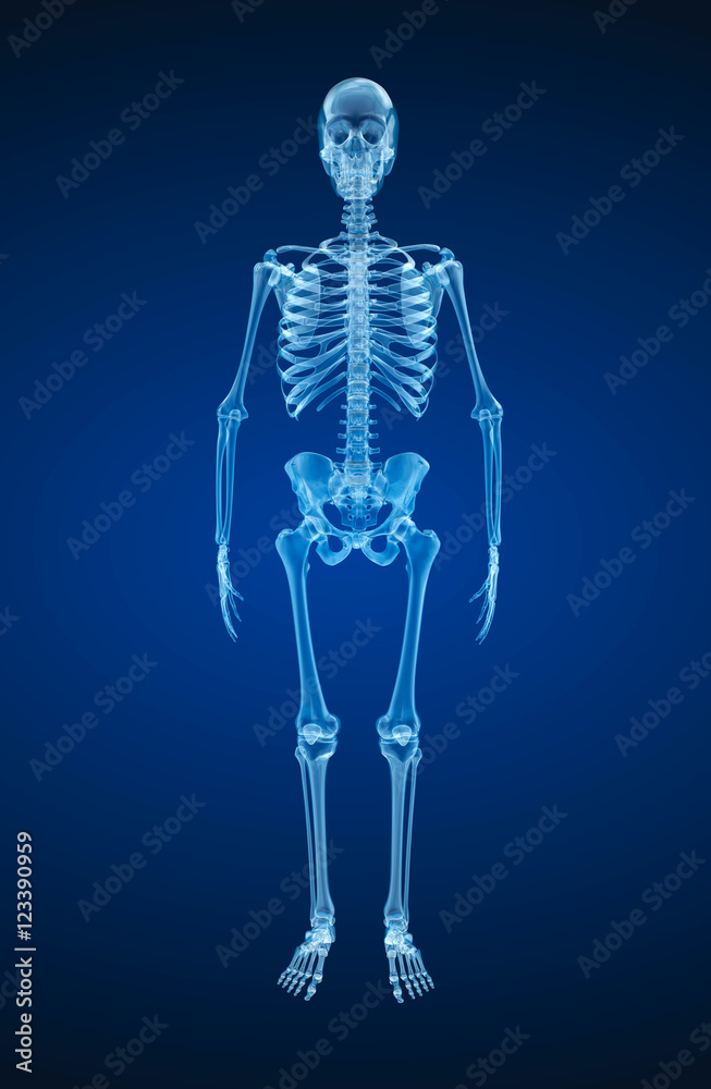Human skeleton, xray view. Medically accurate 3d illustration . Human skeleton, xray view. Medically accurate 3d illustration .
