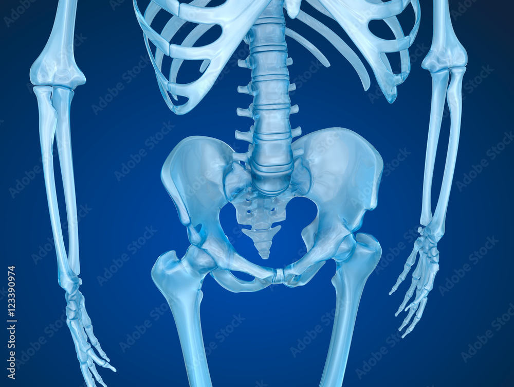 Human skeleton breast chest. Front view. Medically accurate 3D
