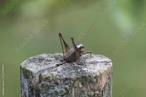 The female green grasshopper autumn on the stump