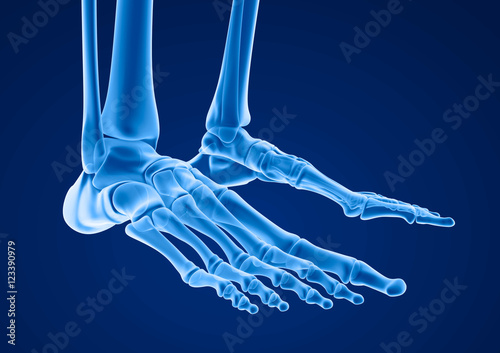 Human skeleton: skeletal foot. Medically accurate 3D illustration