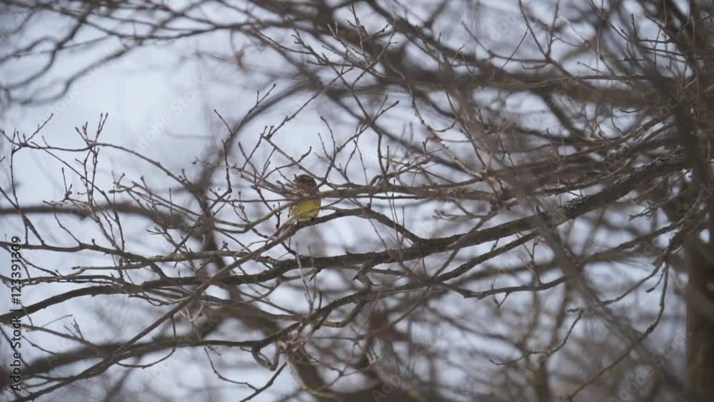 Bird sitting on a branch on a cold autumn day behind many branches