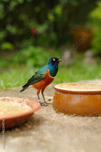 coulorfull little bird on the ground between feed plates in Kuala Lumpur Birdpark, Malaysia. photo