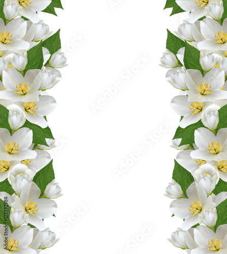 branch of jasmine flowers isolated on white background © alenalihacheva