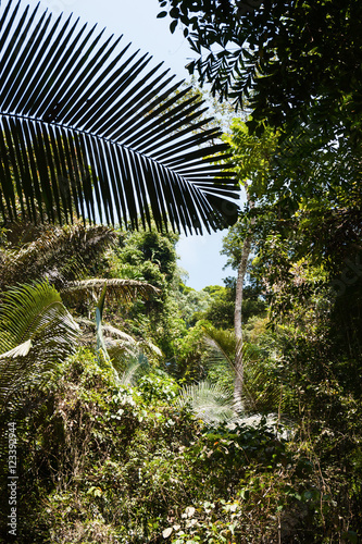 tropical jungles © arbalest