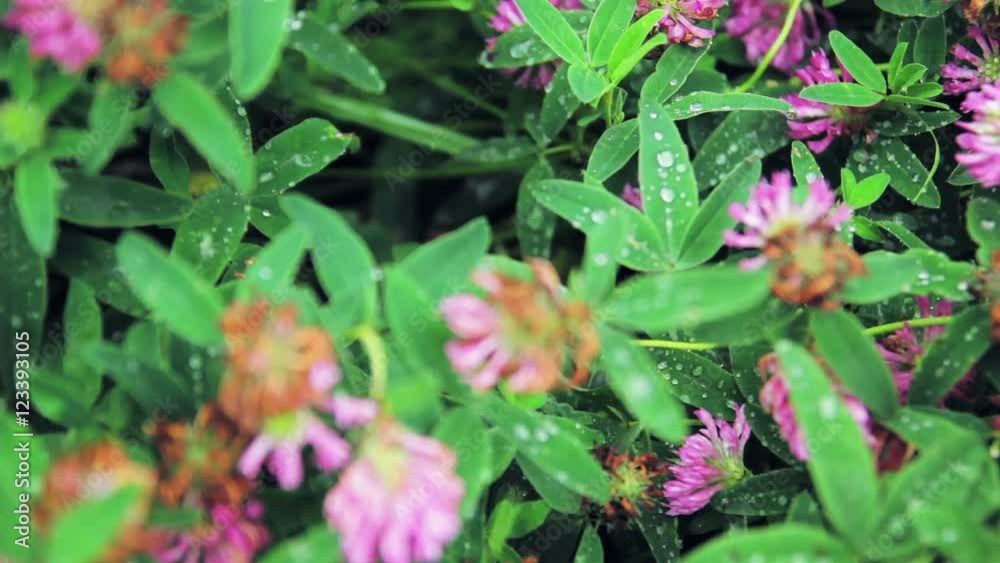 Clover closeup, summer, nature Clover closeup, summer, nature