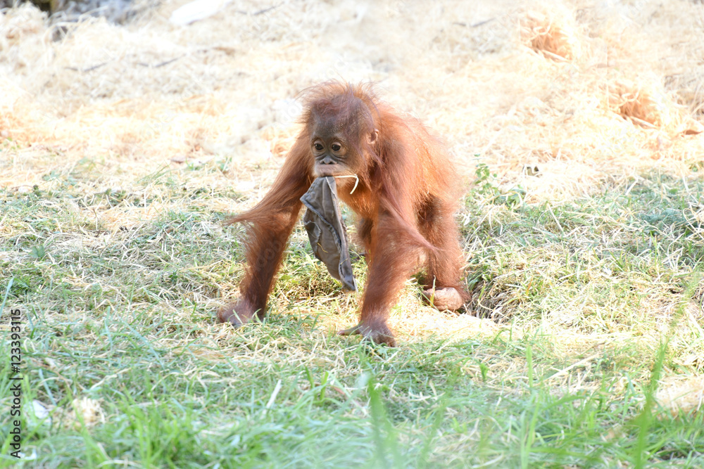 Naklejka premium orang outan