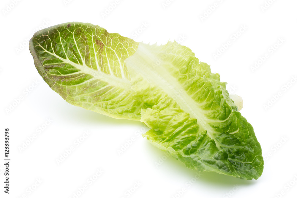 Cos Lettuce on the White Background. Cos Lettuce on the White Background.