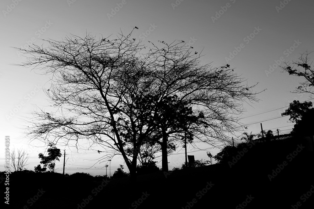 Dry tree in contract with the sunset Black White version