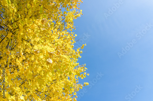 Yellowed tops of autumn forest trees with autumn golden leaves extending to the blue sky in day of fall - autumn landscape, lowest point shooting.