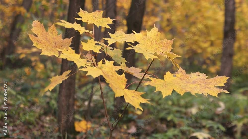 Maple leaves in autumn in the forest Maple leaves in autumn in the forest