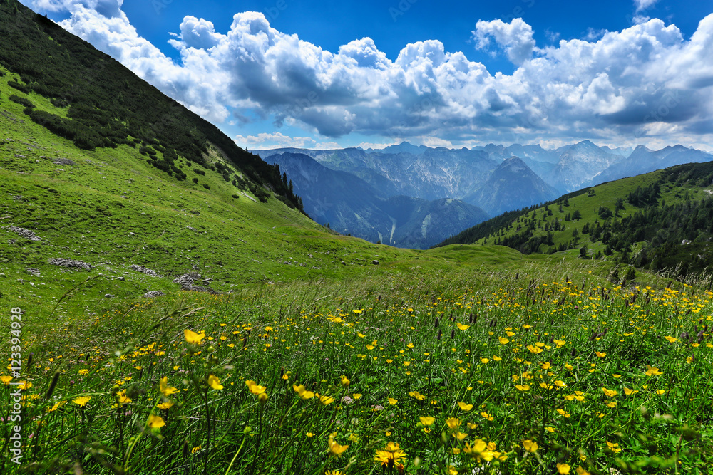 Alpine meadow flowers summer mountain landscape. Austria, Tirol, Achensee Area. Alpine meadow flowers summer mountain landscape. Austria, Tirol, Achensee Area.