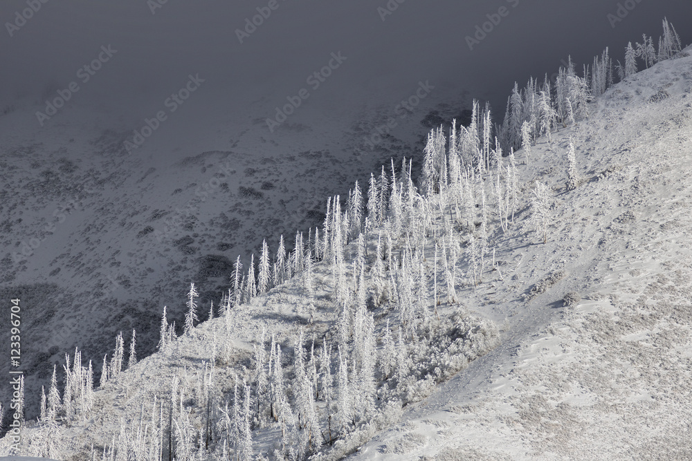 Frost and Snow from a recent storm stick to trees in the Wasatch Mountains