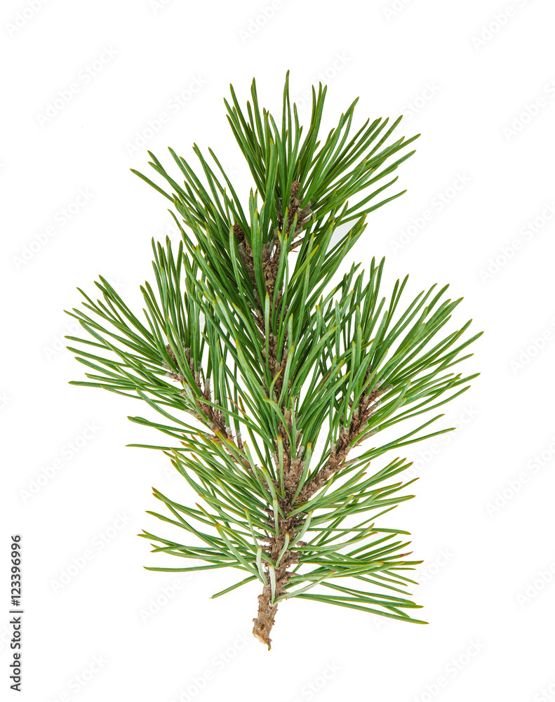Pine tree branches with cones isolated on white - obrazy, fototapety, plakaty 