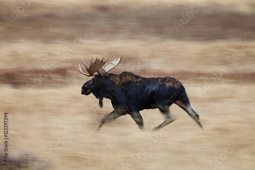 A moose on the run