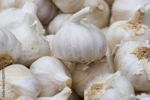 Garlic background. White cloves of organic vegetables