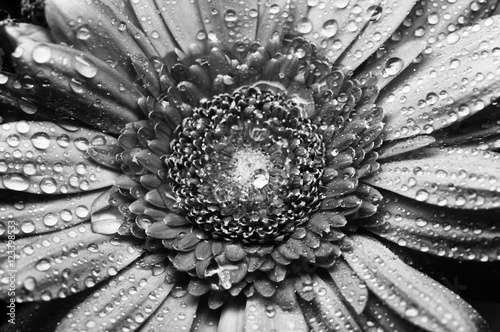 Gerbera flower close up beautiful macro photo with drops of rain