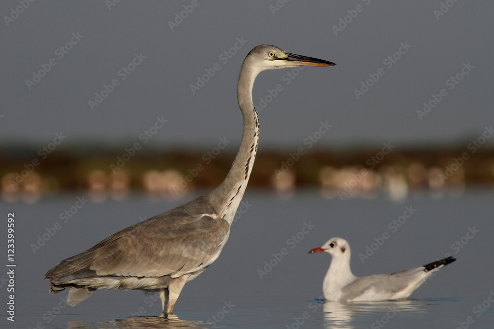 Fototapeta premium Grey heron