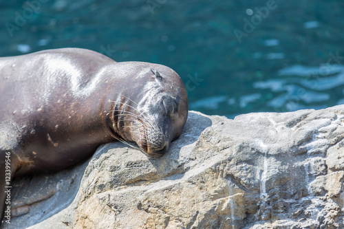Sea lion sleeping on rock