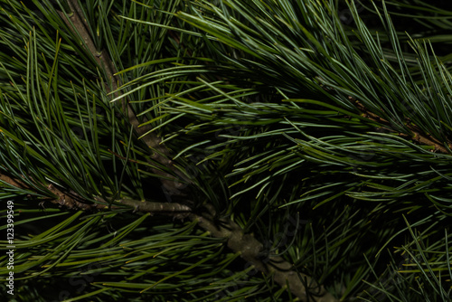 Natural background of green needles