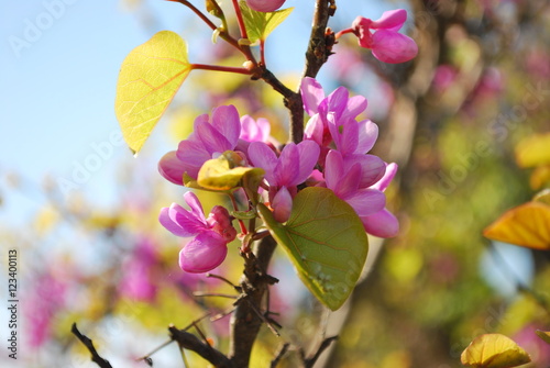 Beautiful pink flowers on a branch
