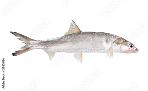  Fish Ladyfish  ( Elops saurus). Isolated on white background