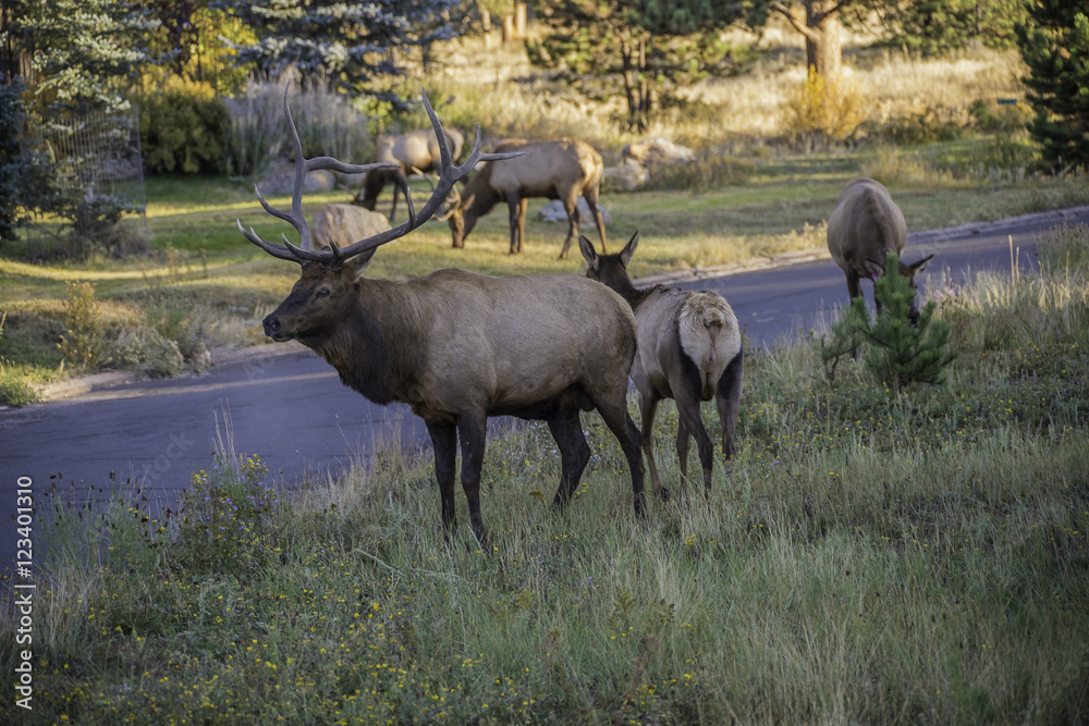 Cow Elk Head Cow Elk Head