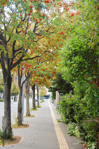 札幌のナナカマドのある小さな小道