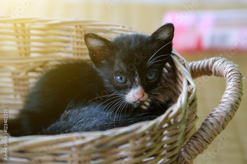 Kitten on the basket close up .