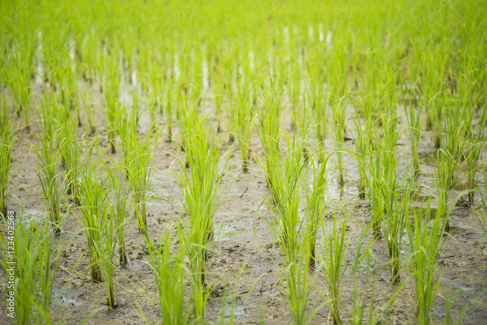 The beginning of the rice plant grow up from soil
