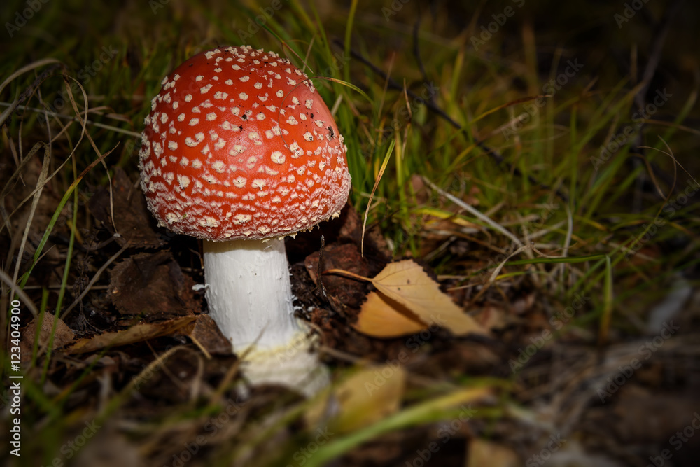 amanita mushroom forest closeup amanita mushroom forest closeup