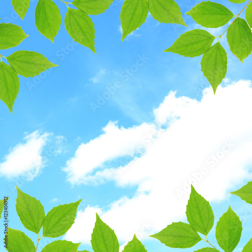 Green foliage frame on sky background. Nature concept.