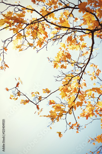 Heart shaped autumn foliage on sky background. Love nature concept. © Africa Studio