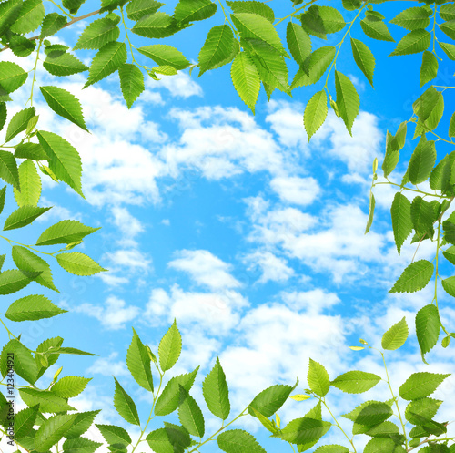 Green foliage frame on sky background. Nature concept.
