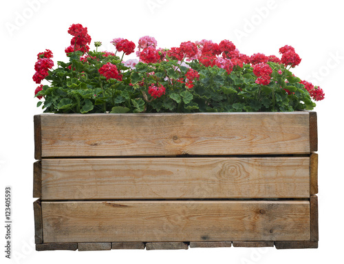 Large wooden pot with Red geranium flower, isolated on white