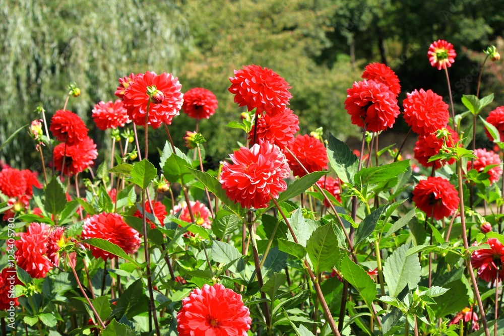 Bright Dahlia in Yamagata Japan Bright Dahlia in Yamagata Japan