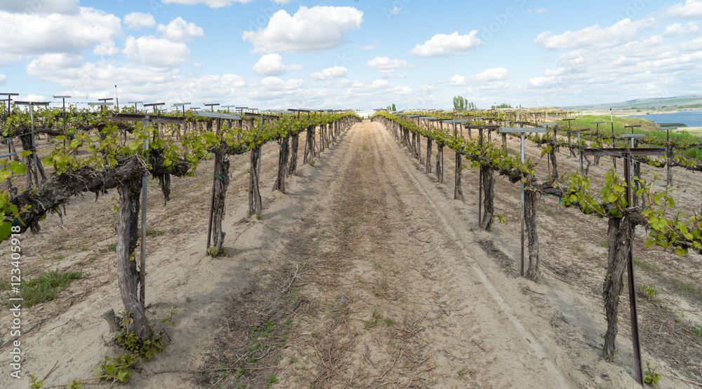 Young Grape Vines Winery Plantation Fruit Plants