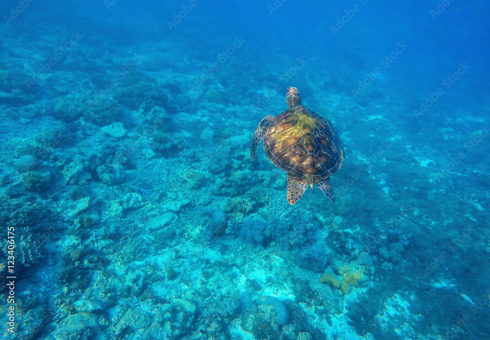 Fototapeta premium Sea turtle swims in blue water