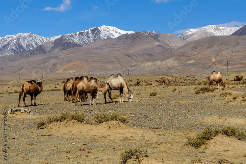 camels herd graze mountains