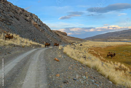 camels herd graze mountains