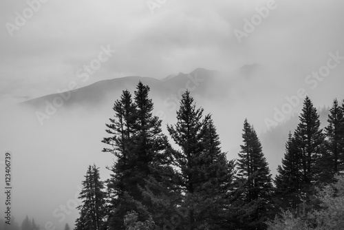 Misty dreamy landscape and pine forest