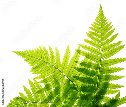 Green fern leaves isolated on white background