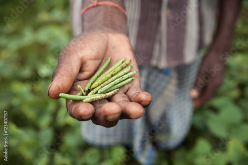 Farmer from Dhanwe Purana presents a handful of beans which he grew in a dry region of Jharkhand, India