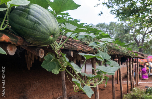 Giant pumpkin on a roof in an Adivasi indigenous village of Jharkhand, India