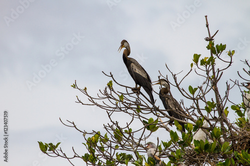 Oriental darter or snakebird bird