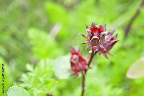 roselle plant or red Sorrel plant